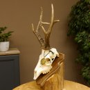 Rehgeweih aktuelles Gewicht 430 g Bock Reh Geweih Gehörn Trophäenschild 610.185