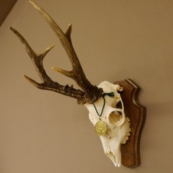 Rehgeweih aktuelles Gewicht 430 g Bock Reh Geweih Gehörn Trophäenschild 610.185