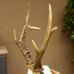 Rehgeweih aktuelles Gewicht 430 g Bock Reh Geweih Gehörn Trophäenschild 610.185