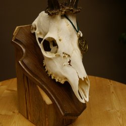 Rehgeweih aktuelles Gewicht 430 g Bock Reh Geweih Gehörn Trophäenschild 610.185