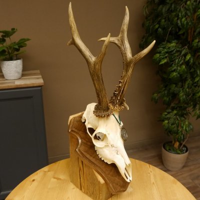 Rehgeweih aktuelles Gewicht 435 g Bock Reh Geweih Gehörn Trophäenschild 610.186