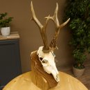 Rehgeweih aktuelles Gewicht 435 g Bock Reh Geweih...