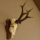 Rehgeweih aktuelles Gewicht 435 g Bock Reh Geweih Gehörn Trophäenschild 610.186