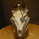 Rehgeweih aktuelles Gewicht 435 g Bock Reh Geweih Gehörn Trophäenschild 610.186