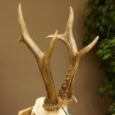 Rehgeweih aktuelles Gewicht 435 g Bock Reh Geweih Gehörn Trophäenschild 610.186