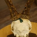 Rehgeweih aktuelles Gewicht 435 g Bock Reh Geweih Gehörn Trophäenschild 610.186