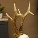 Rehgeweih aktuelles Gewicht 435 g Bock Reh Geweih Gehörn Trophäenschild 610.186