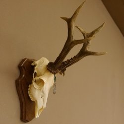 Rehgeweih aktuelles Gewicht 435 g Bock Reh Geweih Gehörn Trophäenschild 610.186