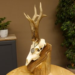 Rehgeweih aktuelles Gewicht 435 g Bock Reh Geweih Gehörn Trophäenschild 610.186