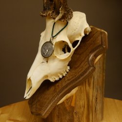 Rehgeweih aktuelles Gewicht 435 g Bock Reh Geweih Gehörn Trophäenschild 610.186