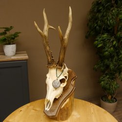 Rehgeweih aktuelles Gewicht 435 g Bock Reh Geweih Gehörn Trophäenschild 610.186