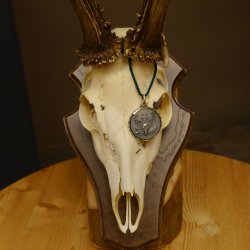 Rehgeweih aktuelles Gewicht 435 g Bock Reh Geweih Gehörn Trophäenschild 610.186