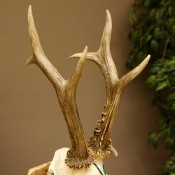 Rehgeweih aktuelles Gewicht 435 g Bock Reh Geweih Gehörn Trophäenschild 610.186