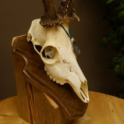 Rehgeweih aktuelles Gewicht 435 g Bock Reh Geweih Gehörn Trophäenschild 610.186