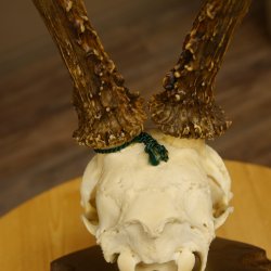 Rehgeweih aktuelles Gewicht 435 g Bock Reh Geweih Gehörn Trophäenschild 610.186