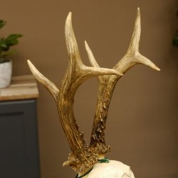 Rehgeweih aktuelles Gewicht 435 g Bock Reh Geweih Gehörn Trophäenschild 610.186