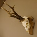 Rehgeweih aktuelles Gewicht 415 g Bock Reh Geweih Gehörn Trophäenschild 610.187