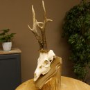 Rehgeweih aktuelles Gewicht 415 g Bock Reh Geweih...