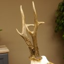 Rehgeweih aktuelles Gewicht 415 g Bock Reh Geweih Gehörn Trophäenschild 610.187