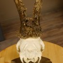 Rehgeweih aktuelles Gewicht 415 g Bock Reh Geweih Gehörn Trophäenschild 610.187