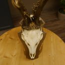 Rehgeweih aktuelles Gewicht 415 g Bock Reh Geweih Gehörn Trophäenschild 610.187