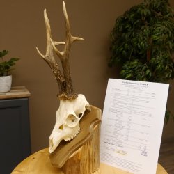 Rehgeweih aktuelles Gewicht 415 g Bock Reh Geweih Gehörn Trophäenschild 610.187