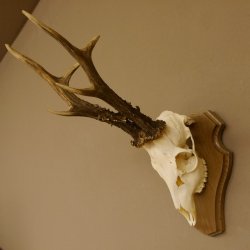 Rehgeweih aktuelles Gewicht 415 g Bock Reh Geweih Gehörn Trophäenschild 610.187