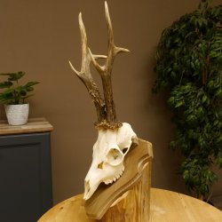 Rehgeweih aktuelles Gewicht 415 g Bock Reh Geweih Gehörn Trophäenschild 610.187