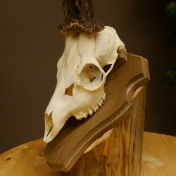 Rehgeweih aktuelles Gewicht 415 g Bock Reh Geweih Gehörn Trophäenschild 610.187