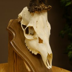 Rehgeweih aktuelles Gewicht 415 g Bock Reh Geweih Gehörn Trophäenschild 610.187