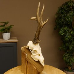 Rehgeweih aktuelles Gewicht 415 g Bock Reh Geweih Gehörn Trophäenschild 610.187