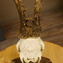 Rehgeweih aktuelles Gewicht 415 g Bock Reh Geweih Gehörn Trophäenschild 610.187