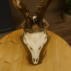 Rehgeweih aktuelles Gewicht 415 g Bock Reh Geweih Gehörn Trophäenschild 610.187