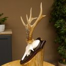 Rehgeweih Reh aktuelles Gewicht 310 g Gehörn Bock Rehgehörn Geweih Schild 609.86