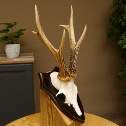 Rehgeweih Reh aktuelles Gewicht 310 g Gehörn Bock Rehgehörn Geweih Schild 609.86