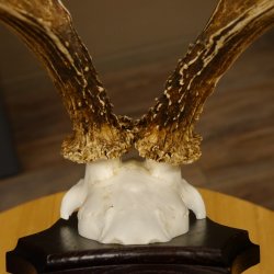 Rehgeweih Reh aktuelles Gewicht 310 g Gehörn Bock Rehgehörn Geweih Schild 609.86