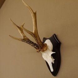 Rehgeweih Reh aktuelles Gewicht 310 g Gehörn Bock Rehgehörn Geweih Schild 609.86