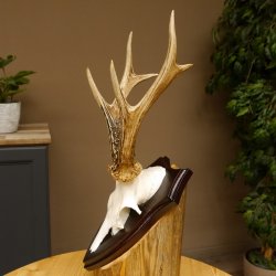 Rehgeweih Reh aktuelles Gewicht 310 g Gehörn Bock Rehgehörn Geweih Schild 609.86