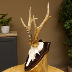 Rehgeweih Reh aktuelles Gewicht 310 g Gehörn Bock Rehgehörn Geweih Schild 609.86