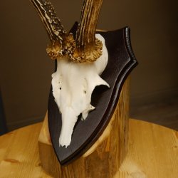 Rehgeweih Reh aktuelles Gewicht 310 g Gehörn Bock Rehgehörn Geweih Schild 609.86