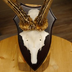 Rehgeweih Reh aktuelles Gewicht 310 g Gehörn Bock Rehgehörn Geweih Schild 609.86