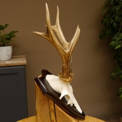 Rehgeweih Reh aktuelles Gewicht 310 g Gehörn Bock Rehgehörn Geweih Schild 609.86