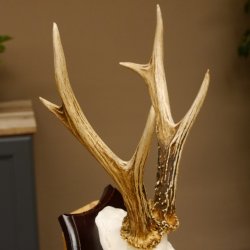 Rehgeweih Reh aktuelles Gewicht 310 g Gehörn Bock Rehgehörn Geweih Schild 609.86