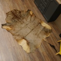 Streifengnu Gnu Fell Vorleger Blue Wildebeest Afrika afrikanisch Deko Länge 205 cm