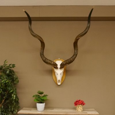Kudu (Tragelaphus strepsiceros) kapitale Antilope HL 141 cm Schädeltrophäe Afrika Trophäe Trophäenschild 88.2.62
