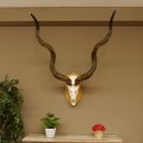 Kudu (Tragelaphus strepsiceros) kapitale Antilope HL 141...