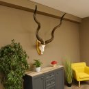 Kudu (Tragelaphus strepsiceros) kapitale Antilope HL 141...