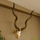 Kudu (Tragelaphus strepsiceros) kapitale Antilope HL 141 cm Schädeltrophäe Afrika Trophäe Trophäenschild 88.2.62