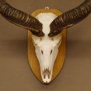 Kudu (Tragelaphus strepsiceros) kapitale Antilope HL 141 cm Schädeltrophäe Afrika Trophäe Trophäenschild 88.2.62
