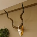 Kudu (Tragelaphus strepsiceros) kapitale Antilope HL 141 cm Schädeltrophäe Afrika Trophäe Trophäenschild 88.2.62